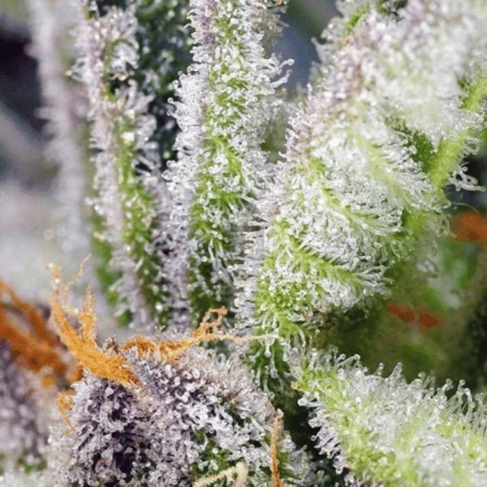 Sweet Mandarine Zkittlez F1 Fast Version