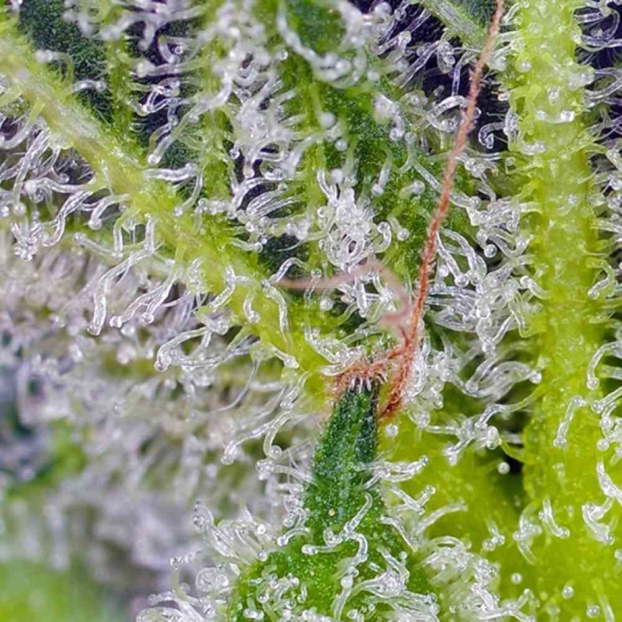 Sweet Mandarine Zkittlez XL Auto