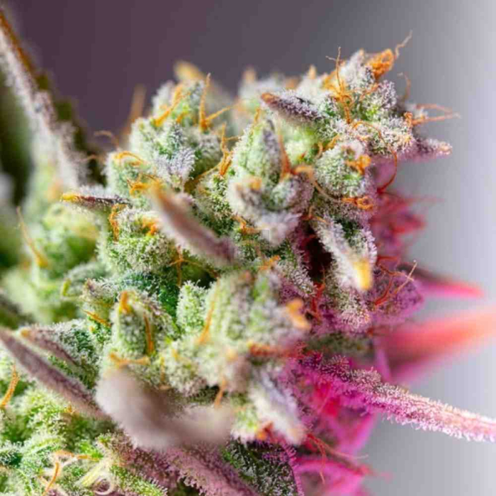 Sweet Mimosa XL Auto Sweet Mimosa XL Auto