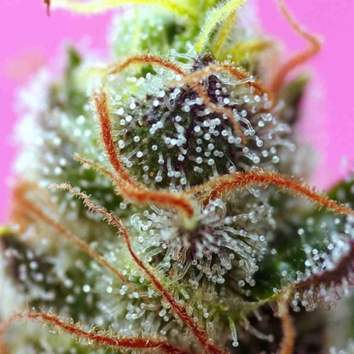 Sweet Mimosa XL Auto