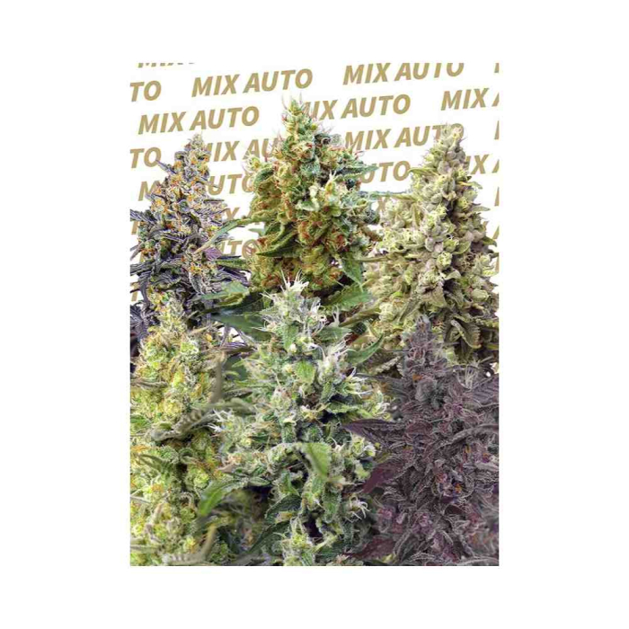 Sweet Mix Auto