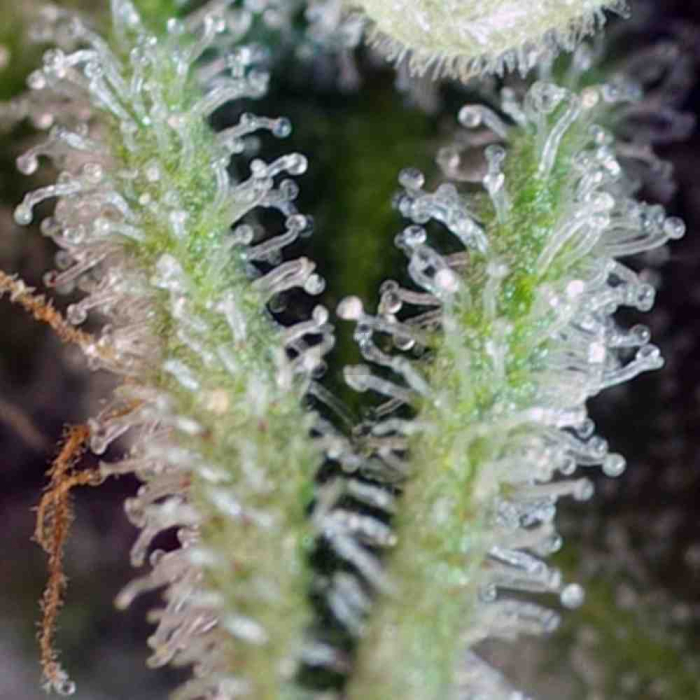 Sweet Nurse Auto CBD