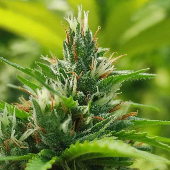 Sweet Premier CBD