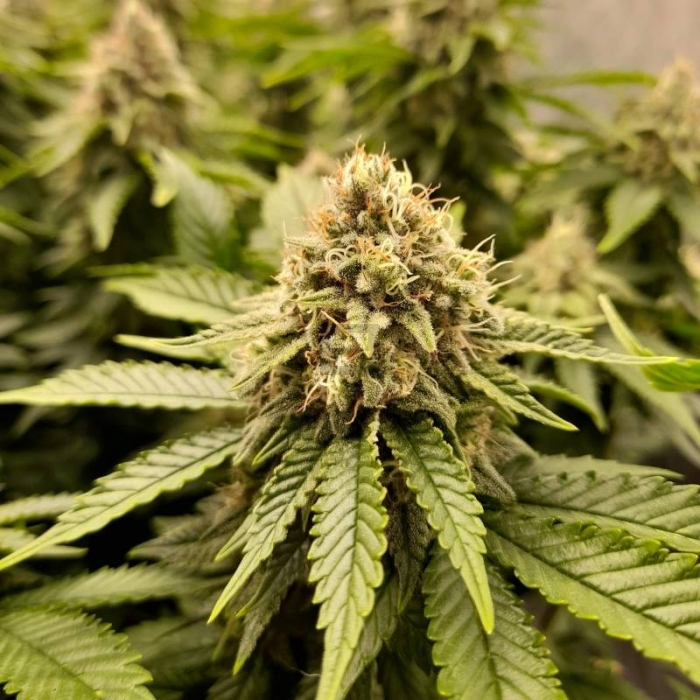 Sweet Premier CBD Sweet Premier CBD