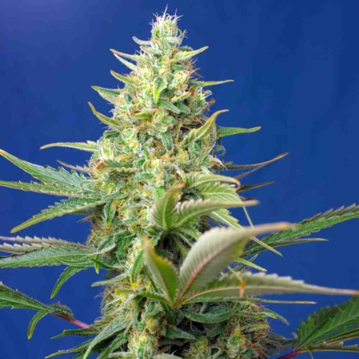 Sweet Pure Auto CBD