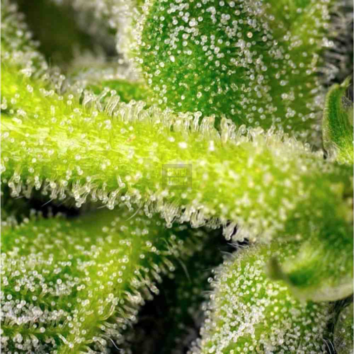 Sweet Pure Auto CBD