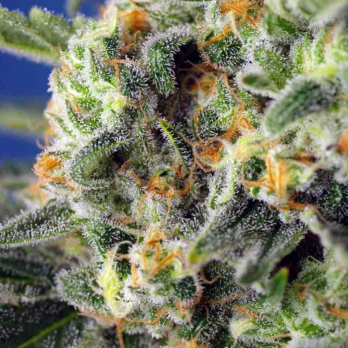Sweet Pure CBD