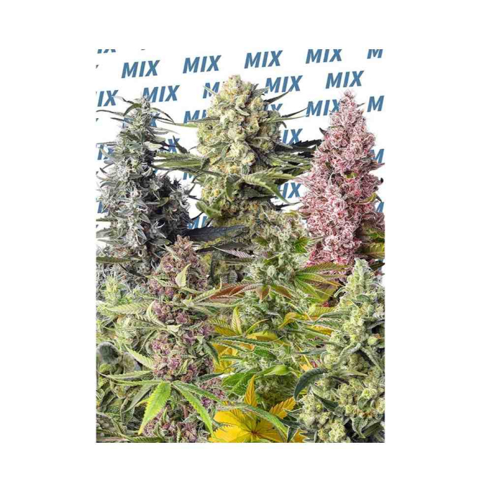 Sweet Seeds Mix