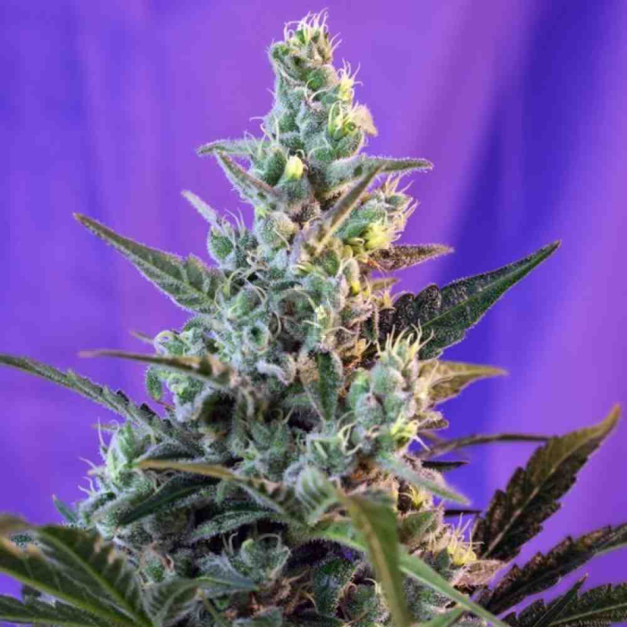 Sweet Skunk F1 Fast Version Sweet Skunk F1 Fast Version