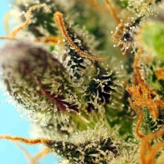 Sweet Zenzation XL Auto