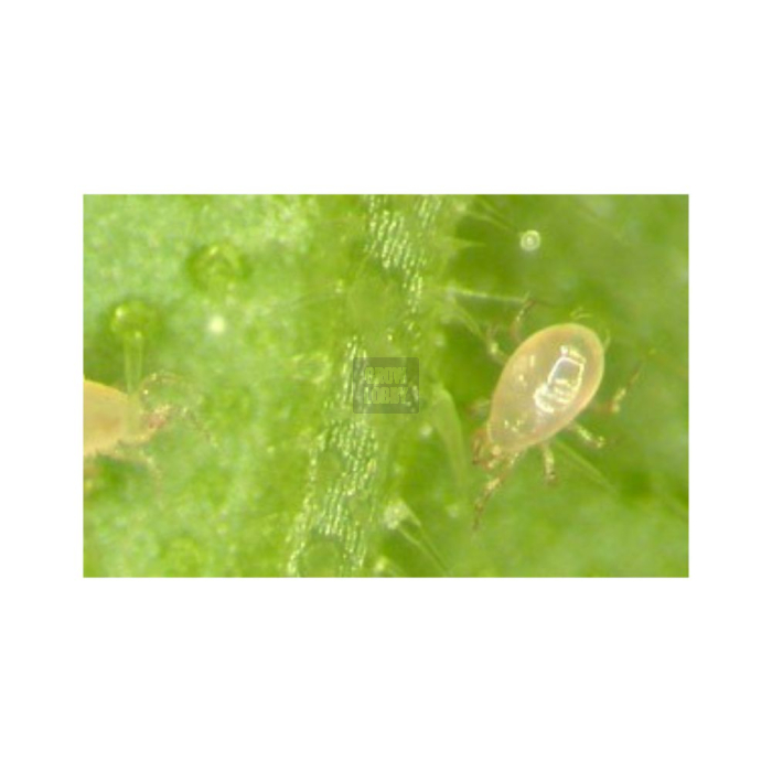 SWIRScontrol (Amblyseius Swirskii)