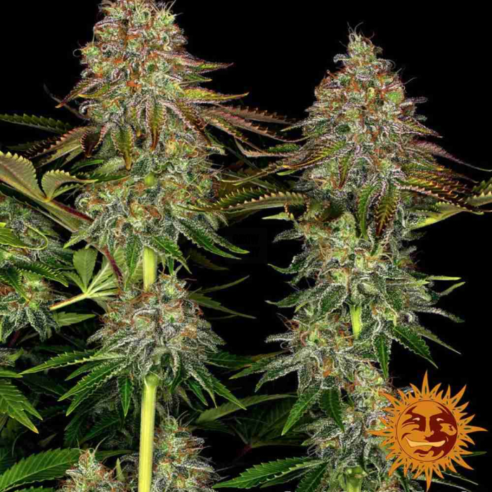 Tangerine Dream Auto