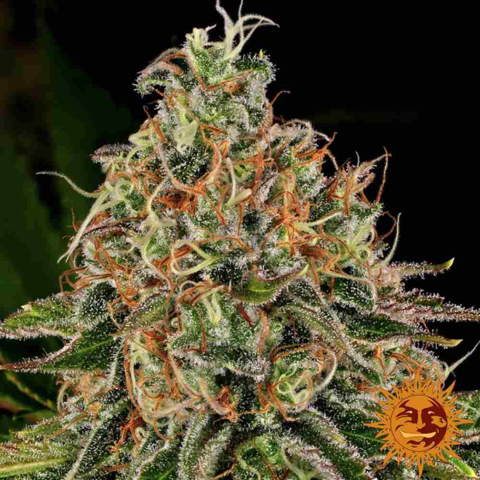 Tangerine Dream Auto