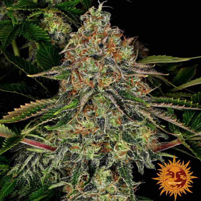 Tangerine Dream Auto