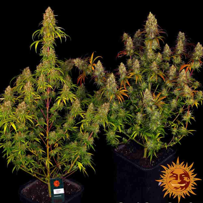 Tangerine Dream