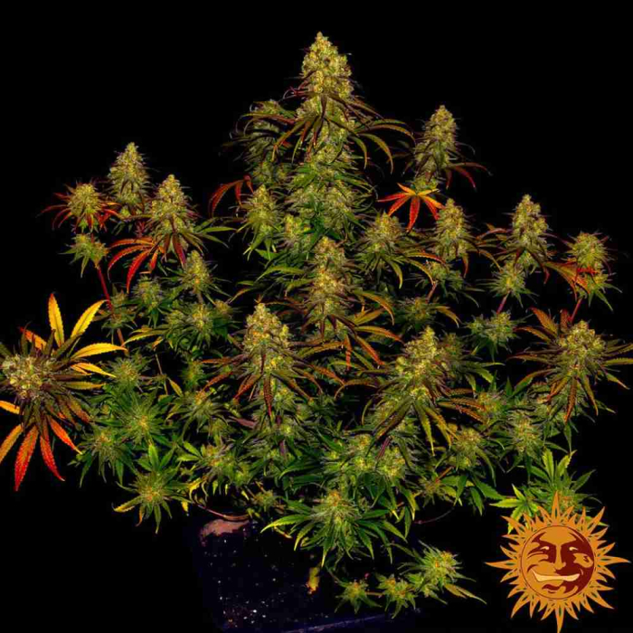 Tangerine Dream
