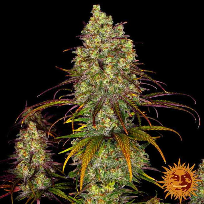 Tangerine Dream