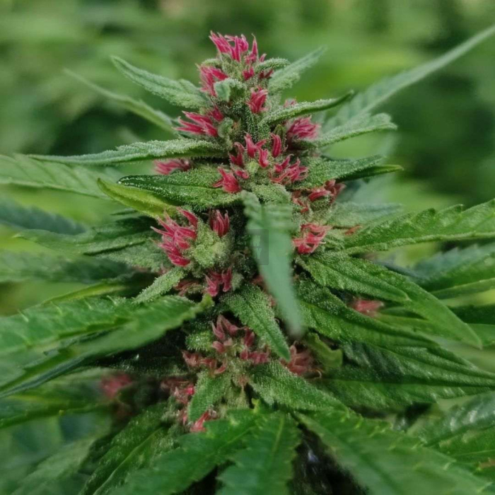 Tangerine Nectar CBD Feminizada