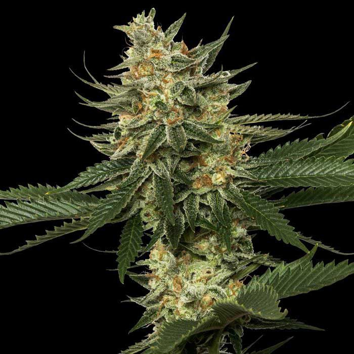 Tangie