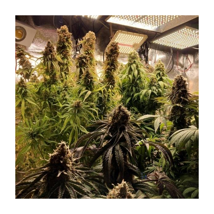 Tangie Feminizada Granel