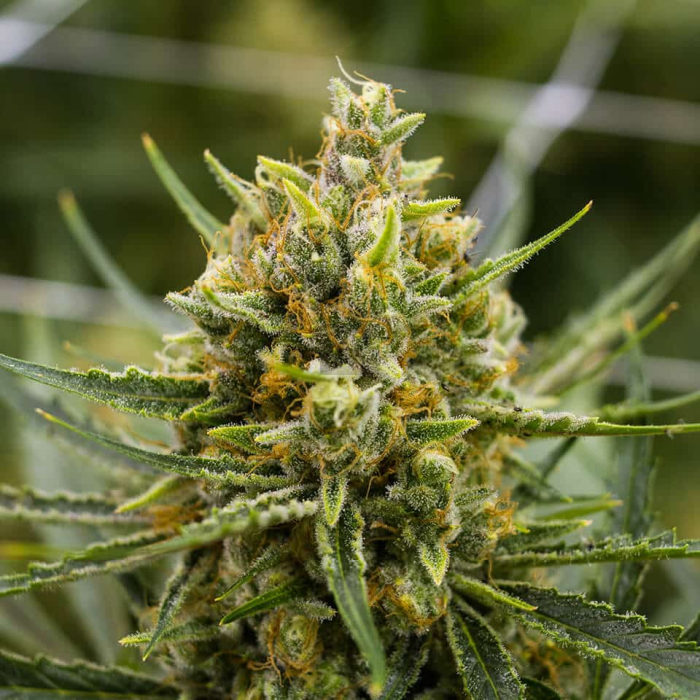 Tangie Feminizada Granel Tangie Feminizada Granel