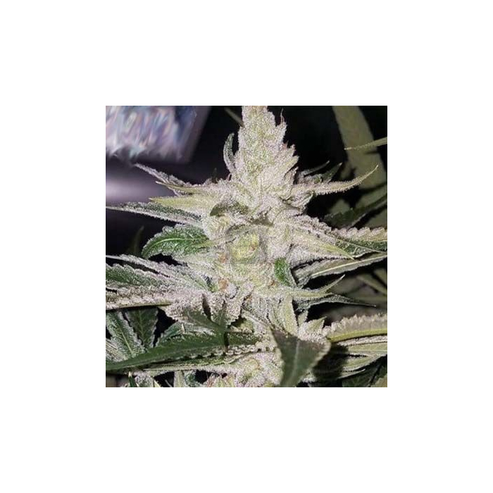 THC Bomb x Strawnana