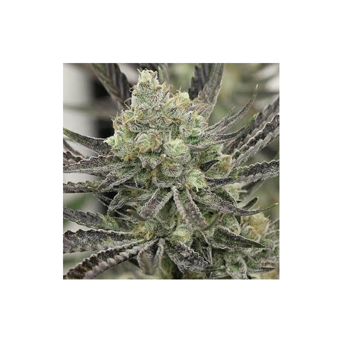 THC Bomb X Pre98 Bubba Kush