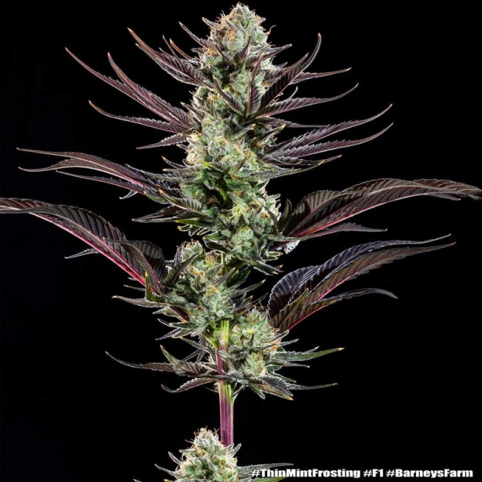Thin Mint Frosting F1