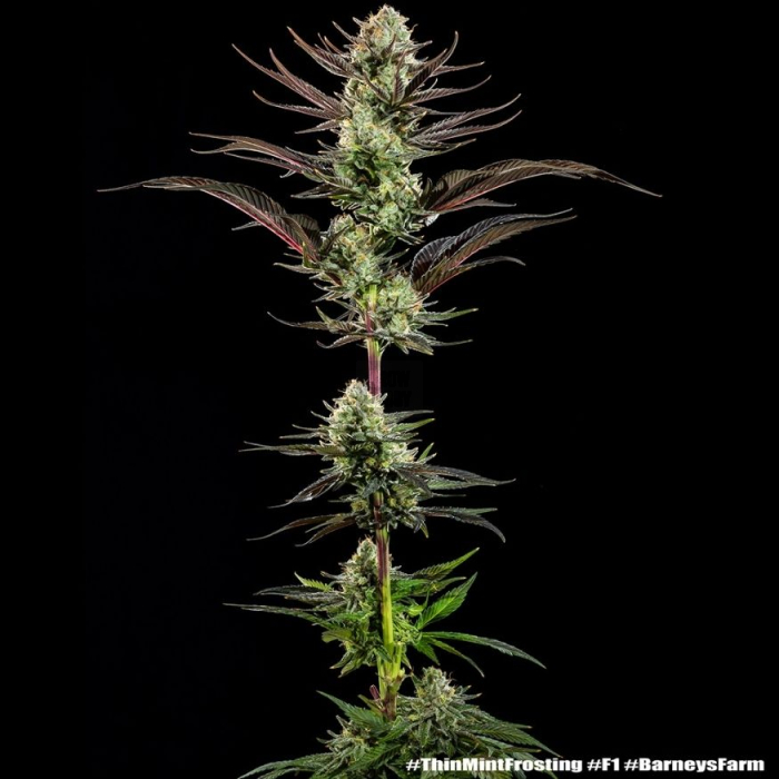 Thin Mint Frosting F1