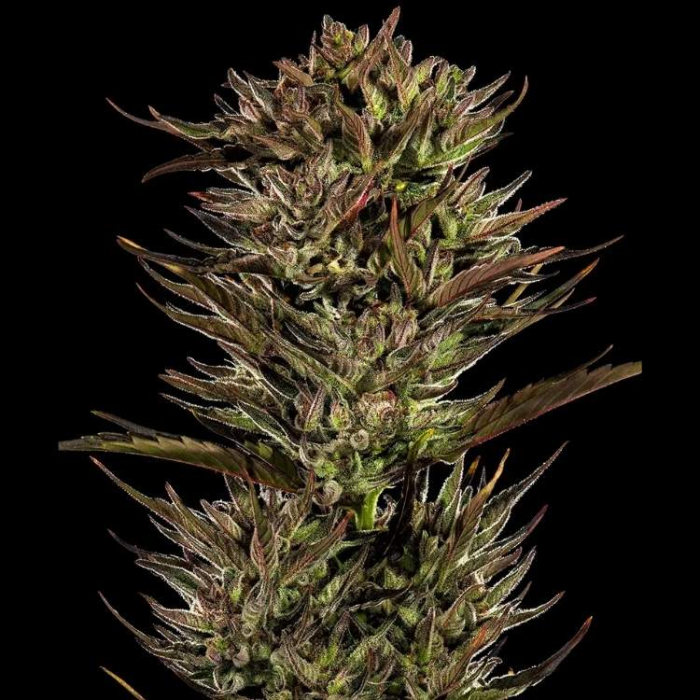 Thin Mint x Sour Pinot Auto