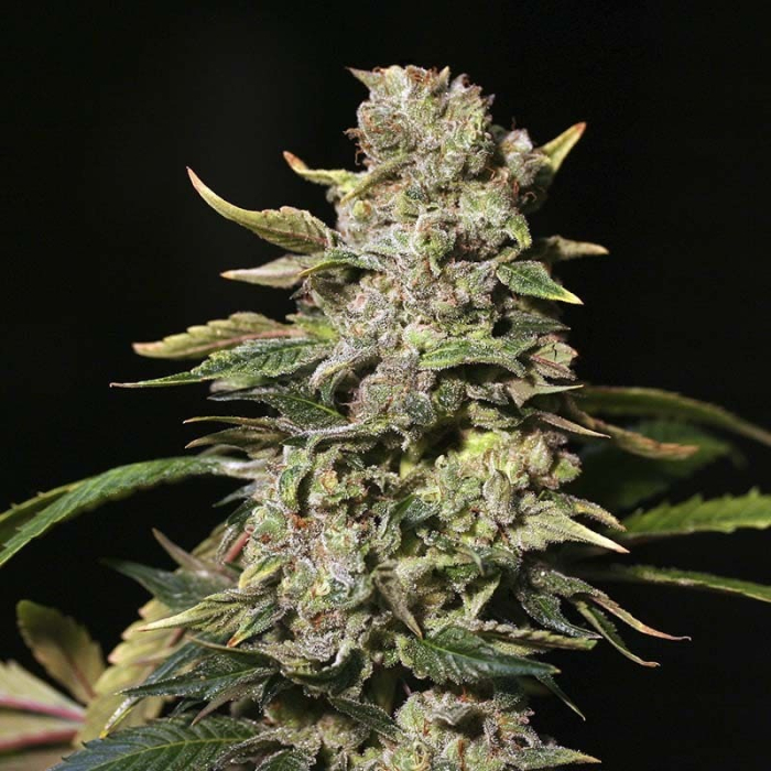 TNT Kush