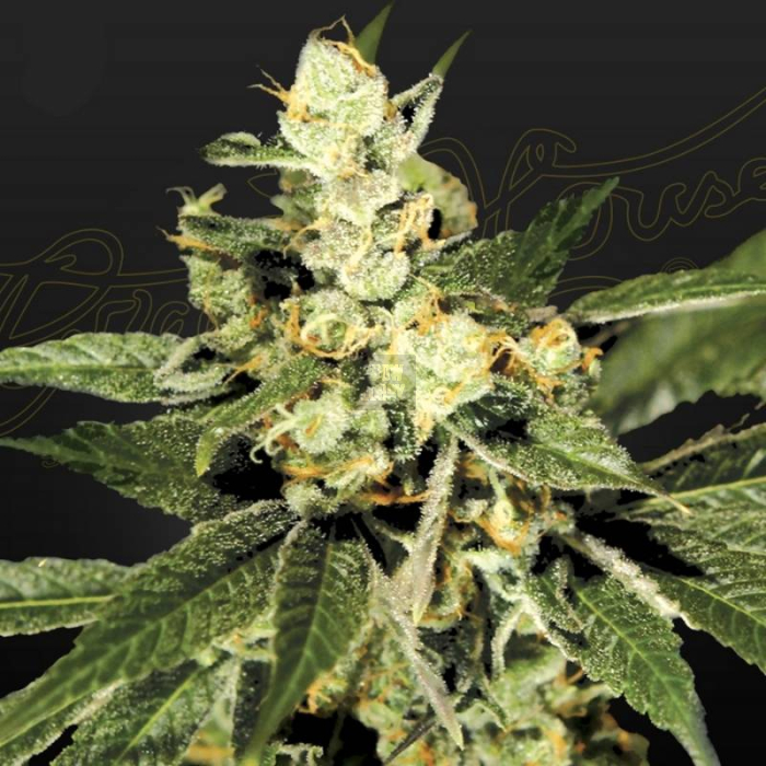 Trainwreck Green House Seeds Trainwreck Green House Seeds
