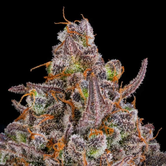 Triangle Kush Auto