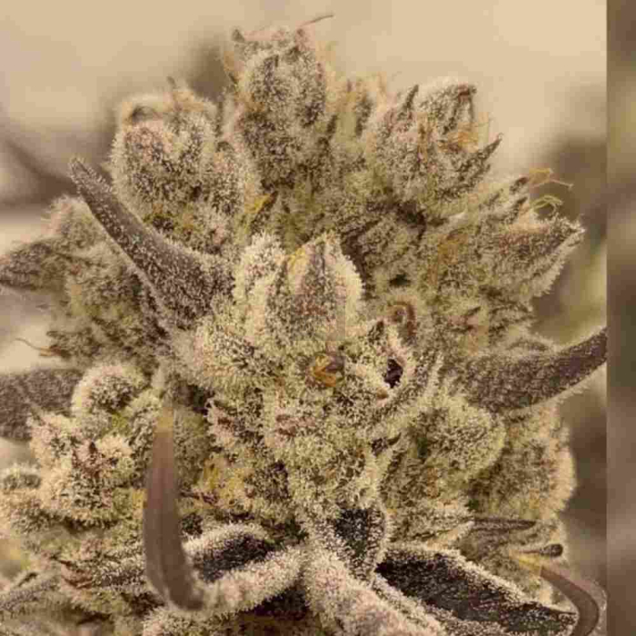 Tricho Jordan Tricho Jordan