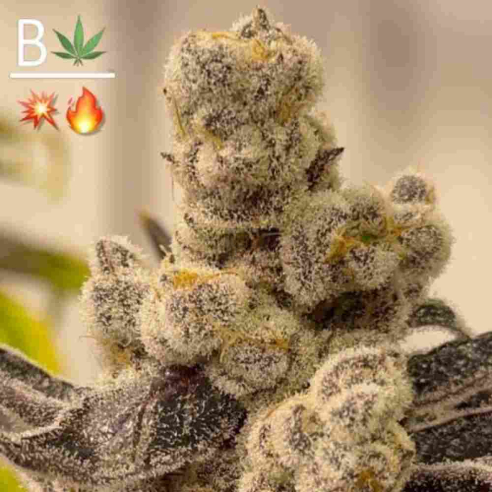 Tricho Jordan Tricho Jordan