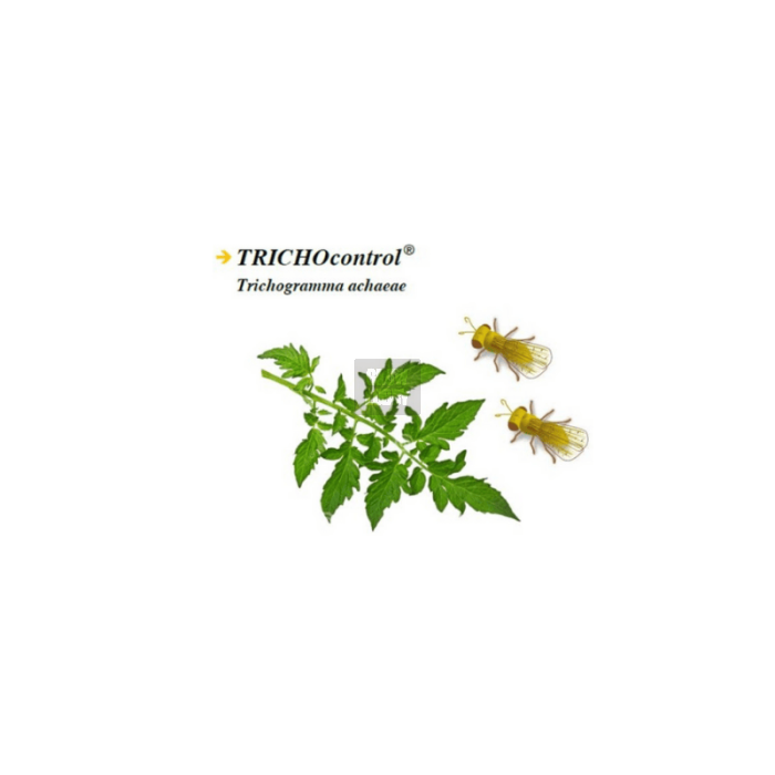 TRICHOcontrol Bote 50.000 ind. (Trycchogramma Achaeae) TRICHOcontrol Bote 50.000 ind. (Trycchogramma Achaeae)