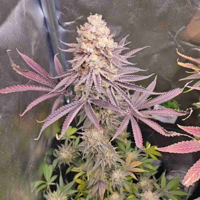 Tropic Ozz (Tropicanna Cherry x Peach Ozz)