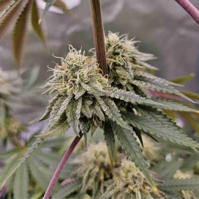 Tropic Ozz (Tropicanna Cherry x Peach Ozz)