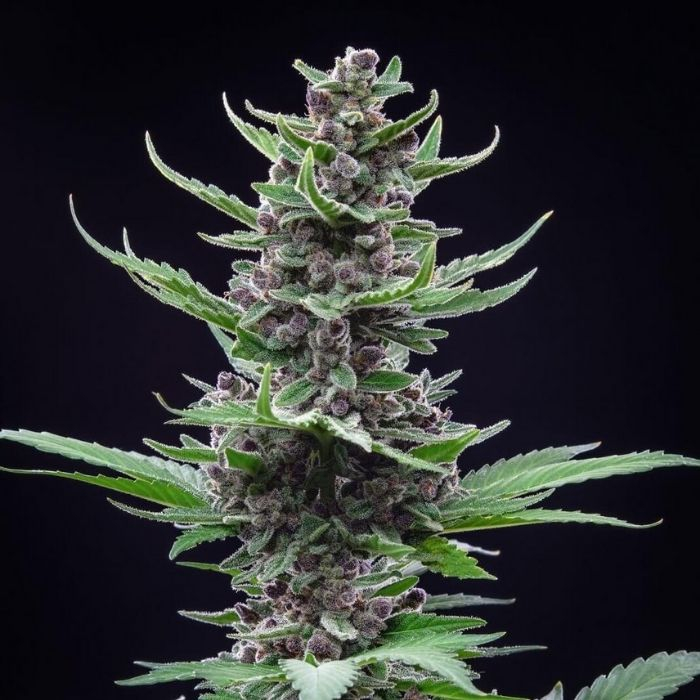 Tropicana Cookies Auto