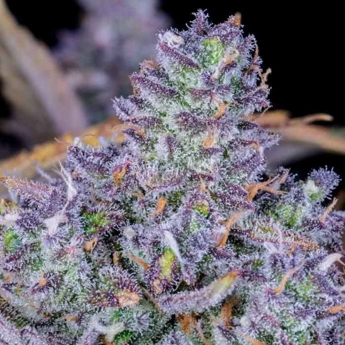 Tropicana Cookies Auto