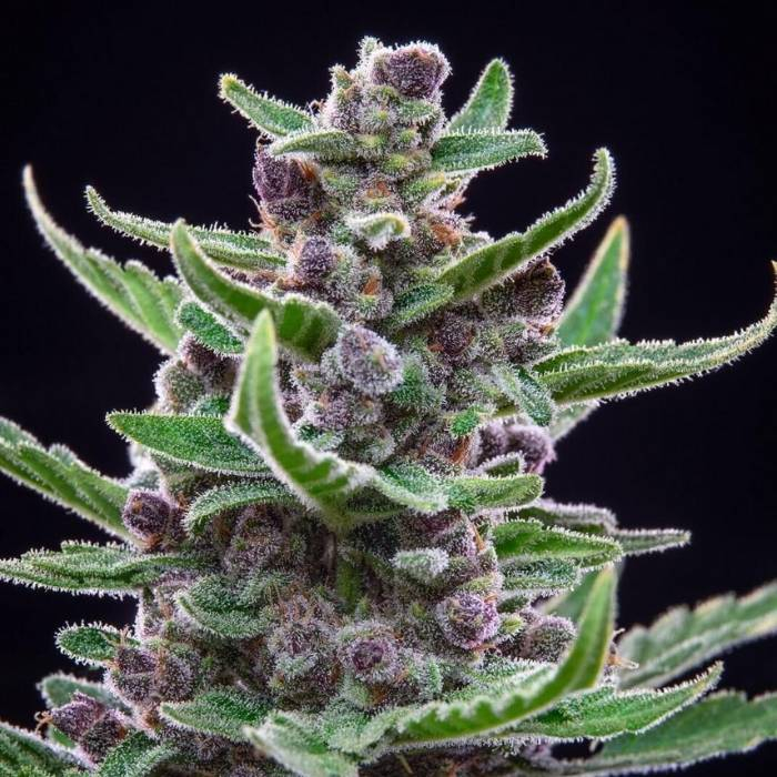 Tropicana Cookies Auto