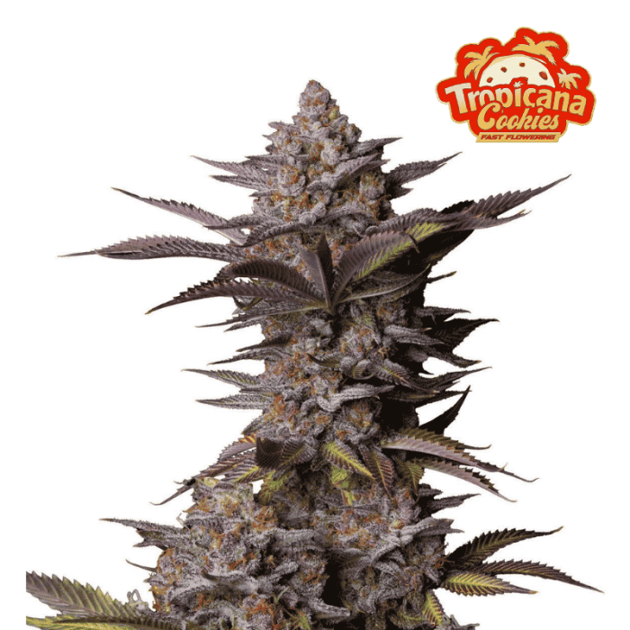 Tropicana Cookies FF