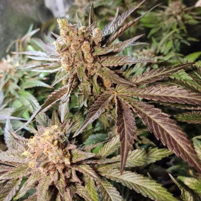 Tropicana Cookies Feminizada Granel