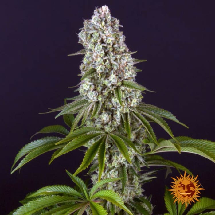 Tropicanna Banana