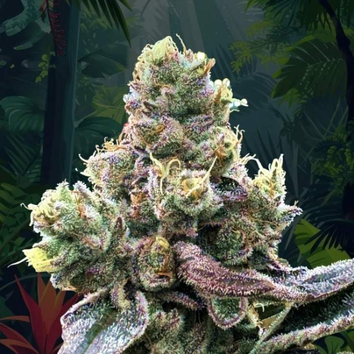 Tropizaï (Tropicanna x Zaïzaï)