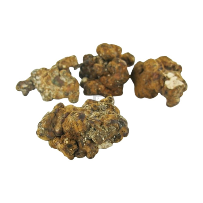 Trufas Hollandia