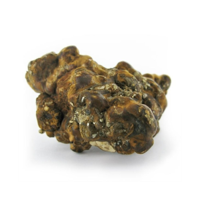 Trufas Hollandia