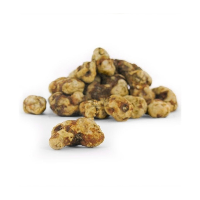 Trufas Tampanensis Pollock