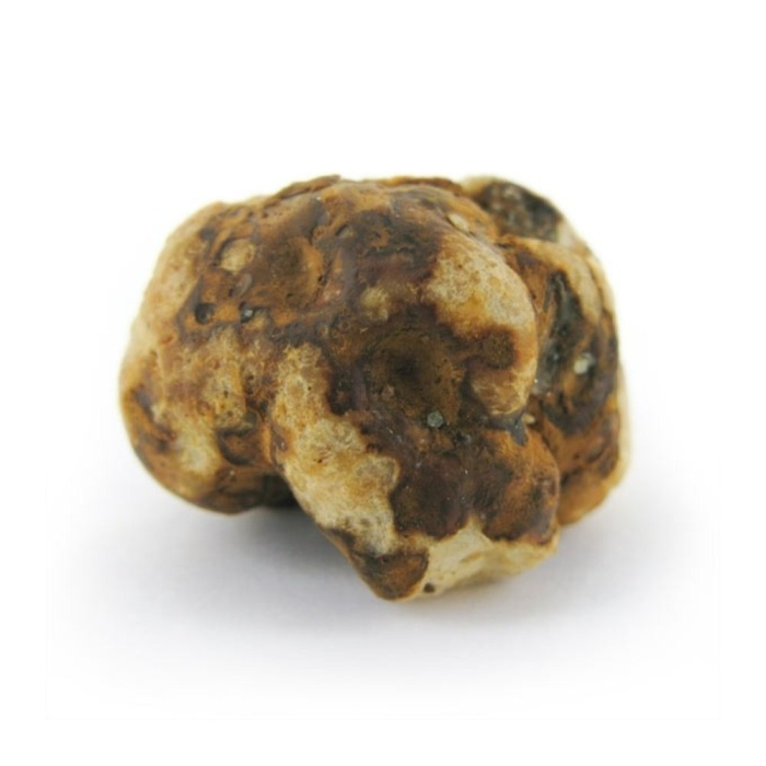 Trufas Tampanensis Pollock