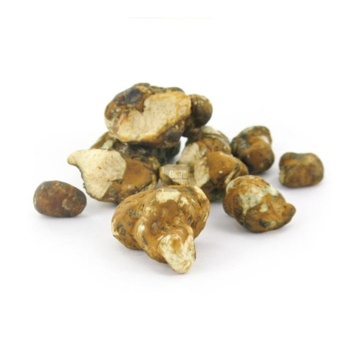 Trufas Tampanensis Pollock